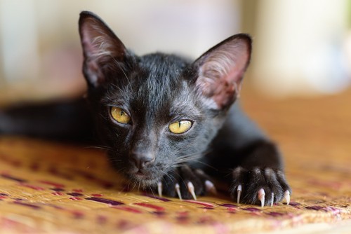 爪が鋭く伸びている黒猫