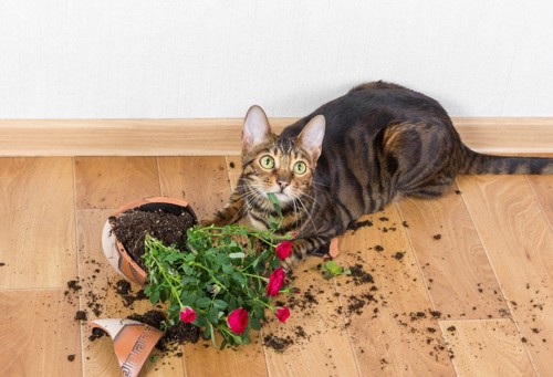 植木鉢を落とした猫