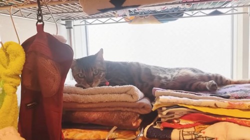 タオルの上で寝そべる猫