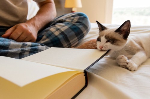 読書中の本を噛む猫