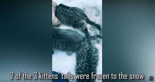 しっぽが凍って雪に張り付いている猫