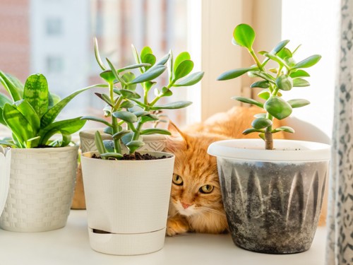 鉢植えの陰に隠れる猫