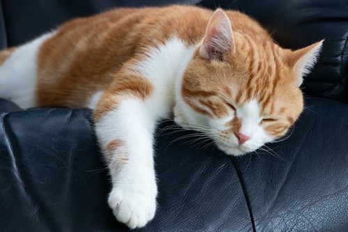 ソファーの上で寝ている猫