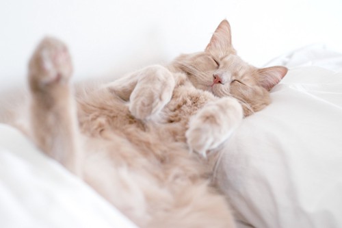 柔らかい枕で寝る猫