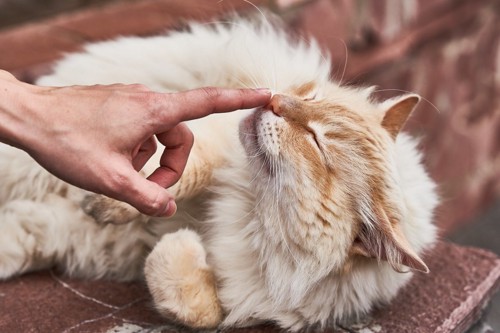 指のにおいをかぐ猫