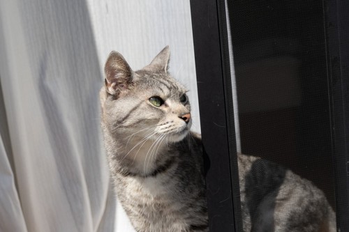 空いた窓から外を見つめる猫
