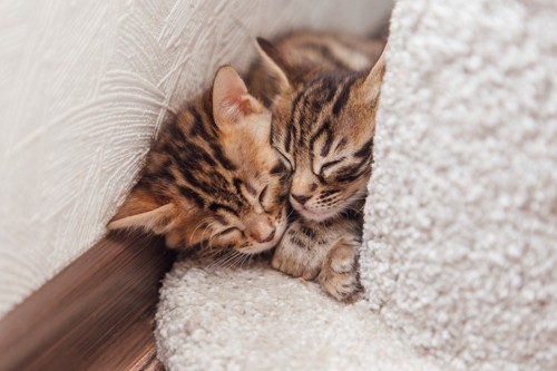壁とソファの隙間で眠る二匹の子猫