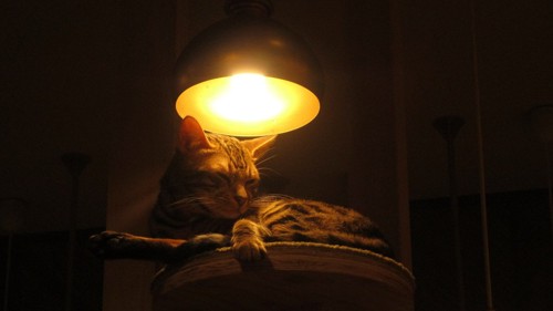ライトに当たっている猫