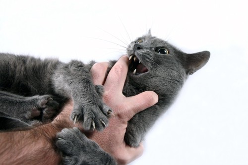 人の手を甘噛している猫