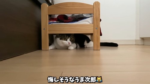小さなベッドの下にいる猫