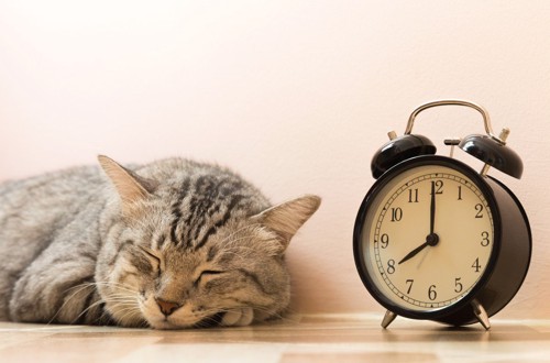 目覚まし時計のそばで寝ている猫
