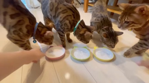 お皿を見る猫たち