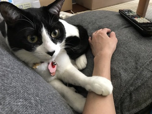 飼い主の腕の上に手を置く猫