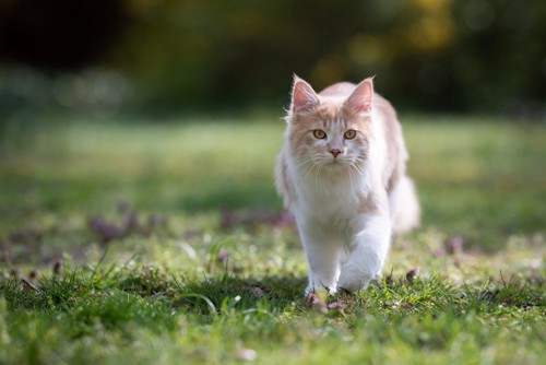 草の上を歩く猫