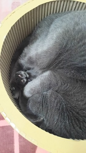 段ボール製猫ベッドの中で熟睡している様子