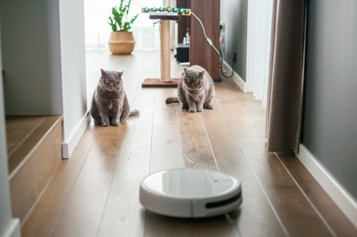 ロボットを見ている二匹の猫