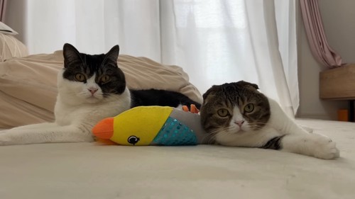 並んで寝そべる2匹の猫