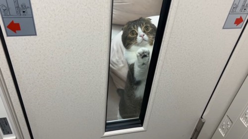 窓からのぞいている猫