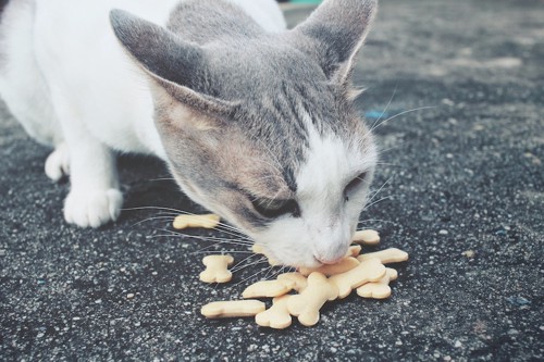 骨型のフードを食べる猫