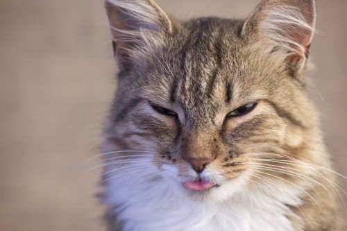 舌を出して目を細める猫