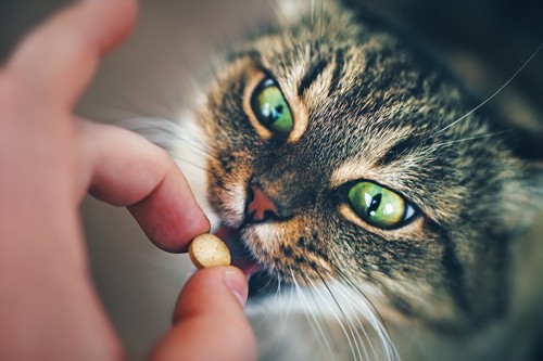 人の手から錠剤を飲もうとする猫