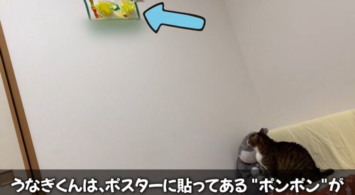 壁を見つめる猫