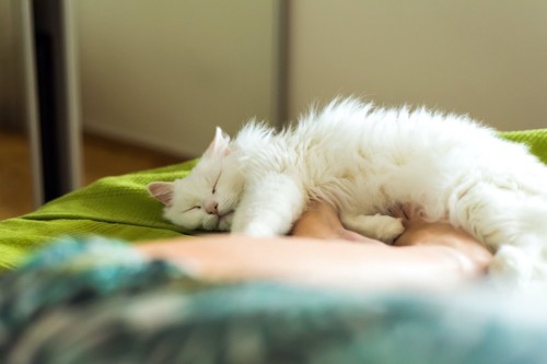 ベッドで眠る人の足元で寝る白猫