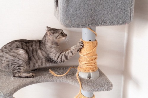 キャットタワーで爪とぎする猫