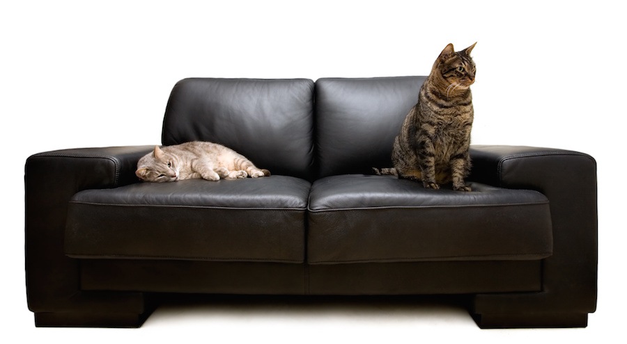 黒いソファに座る二匹の猫