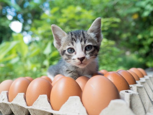 卵とキジトラ白の子猫