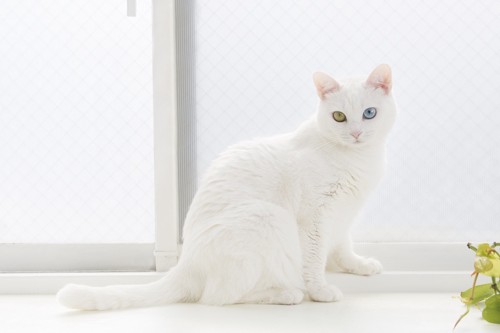 窓辺に座るオッドアイの白猫
