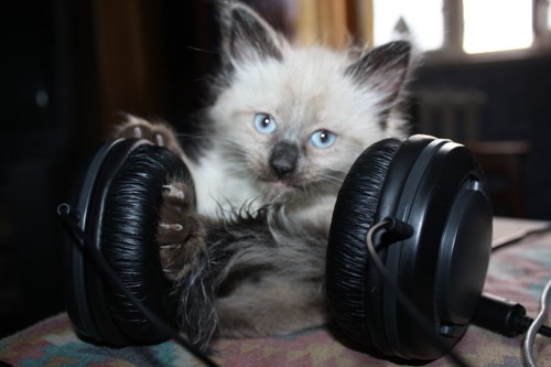 ヘッドフォンを持つ子猫
