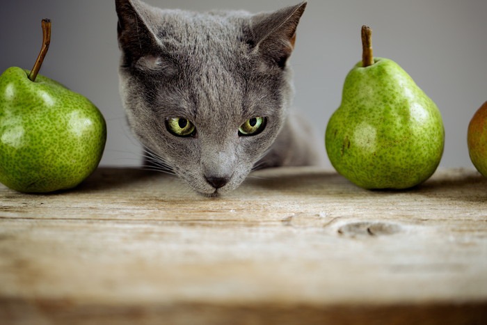 猫と梨