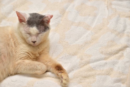 布団の上で眠っている老猫
