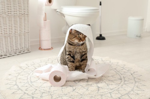 トイレットペーパーをかぶった猫