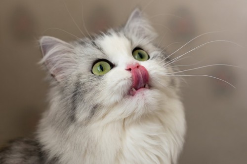 舌を出して上を見上げる猫