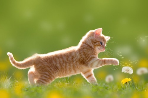 タンポポで遊ぶ子猫