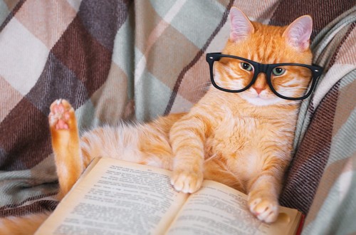 眼鏡をかけて本を読む猫