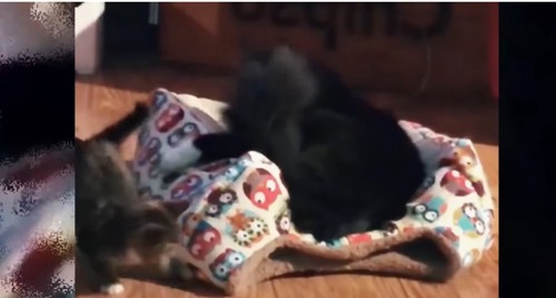 ペット用ベッドの中の黒猫と子猫