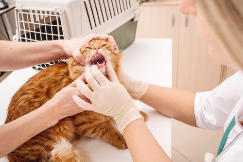 動物病院で口内を検査する猫