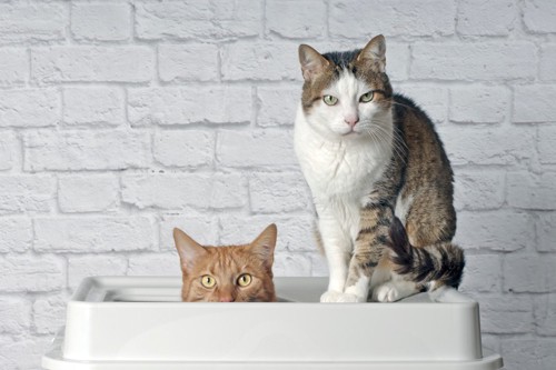 トイレの中の2匹の猫