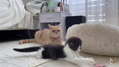 子猫を見守る茶色猫
