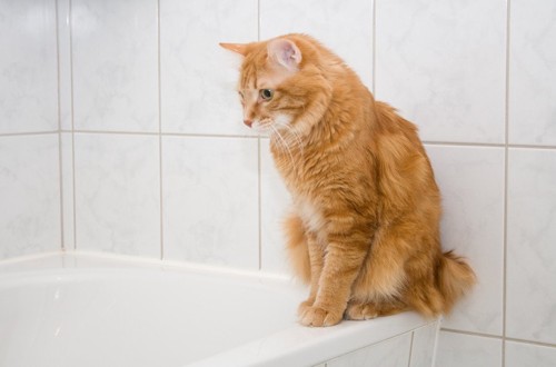 風呂の縁に座る猫