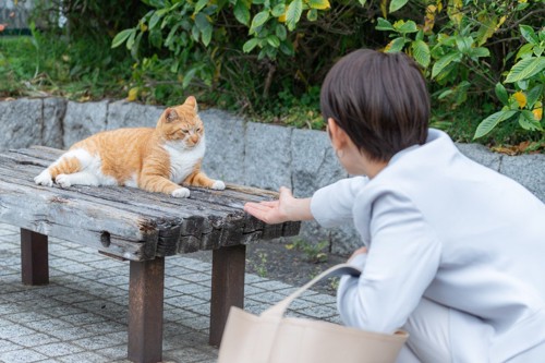 ベンチの上の野良猫に手を差し出す女性