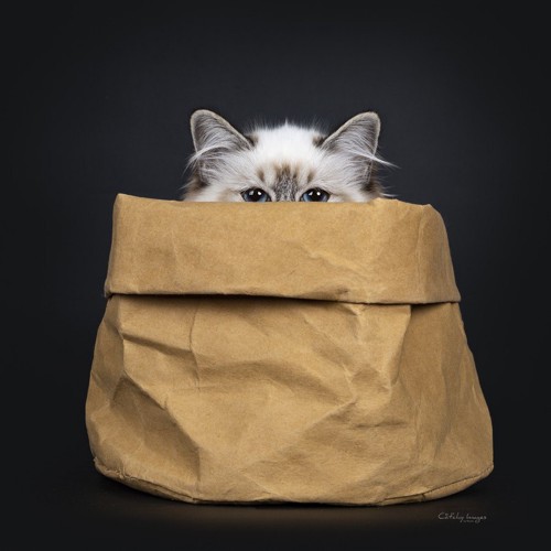 紙袋から顔を出す猫