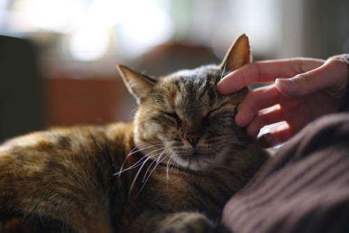 寝ている猫を撫でる手
