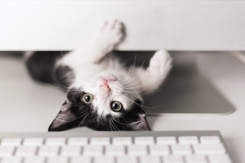 パソコンの下から覗く猫
