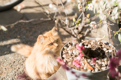 猫と梅の花