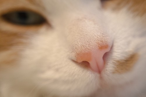 猫の鼻のドアップ