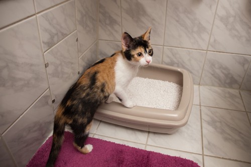 猫用トイレに入る三毛の子猫
